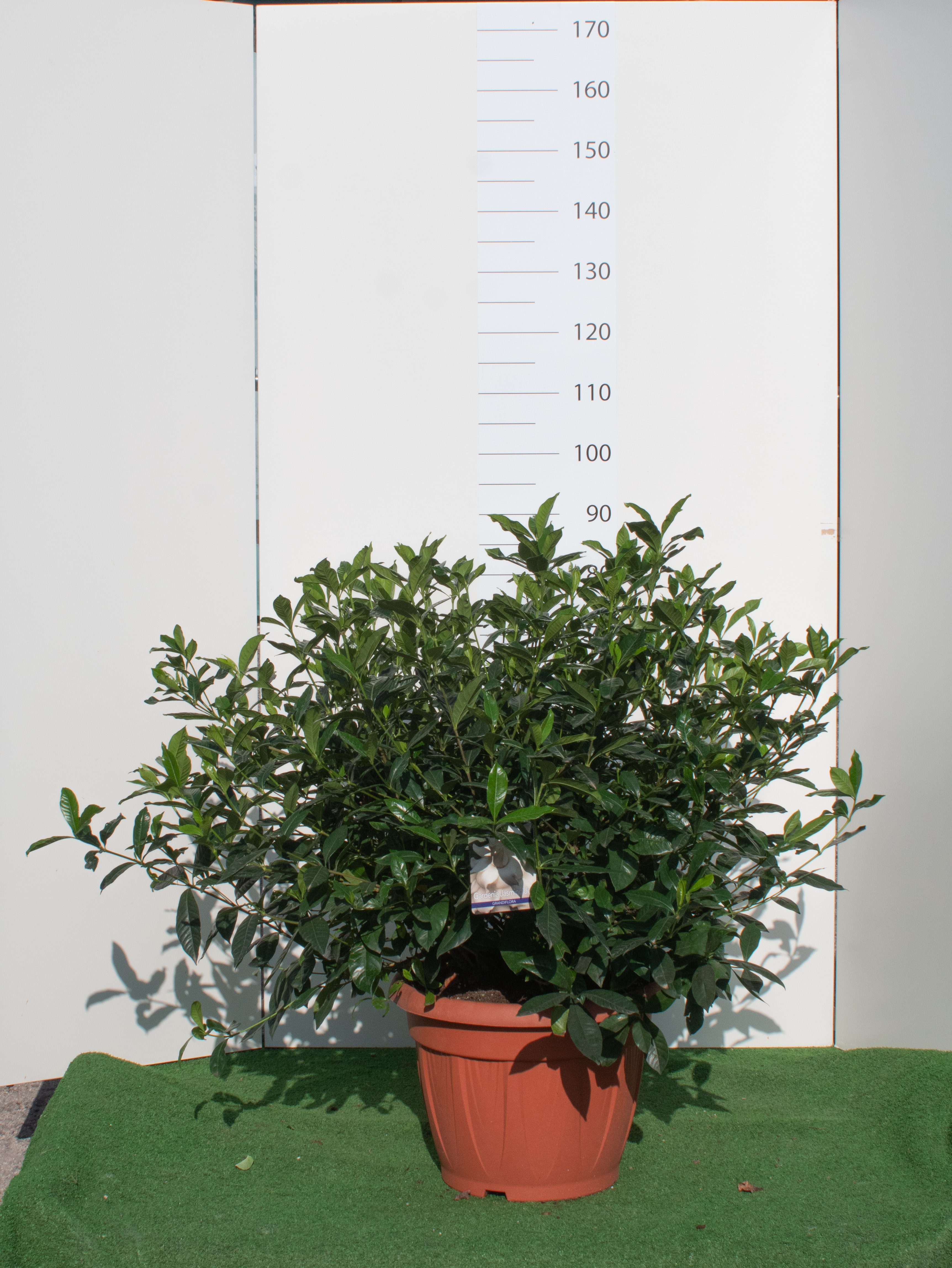 Gardenia Grandiflora v.40